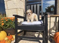 Cupcake , a female Shihpoo for sale in Terrell, TX – 4 of 9