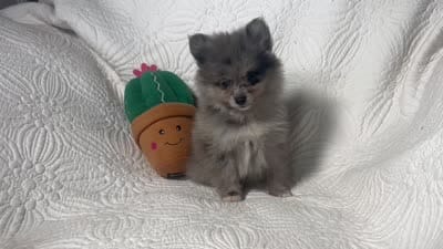 Cody , a male Pomeranian for sale in Terrell, TX – 7 of 8