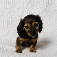 Dolly , a female Miniature Dachshund for sale in Terrell, TX – 4 of 7