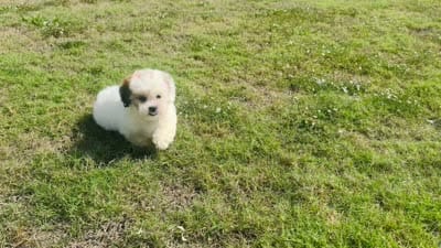 Abby , a female Shihpoo for sale in Terrell, TX – 10 of 10