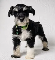 Molly , a female Miniature Schnauzer for sale in Terrell, TX – 3 of 8