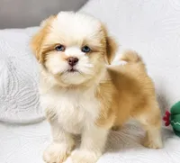Princess , a female Shih Tzu for sale in Terrell, TX – 5 of 8