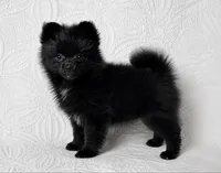 Licorice, a female Pomeranian for sale in Terrell, TX – 6 of 8