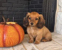 Liam, a male Miniature Dachshund for sale in Terrell, TX – 4 of 10