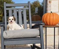 Tate , a male Shihpoo for sale in Terrell, TX – 5 of 10