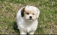 Abby , a female Shihpoo for sale in Terrell, TX – 7 of 10