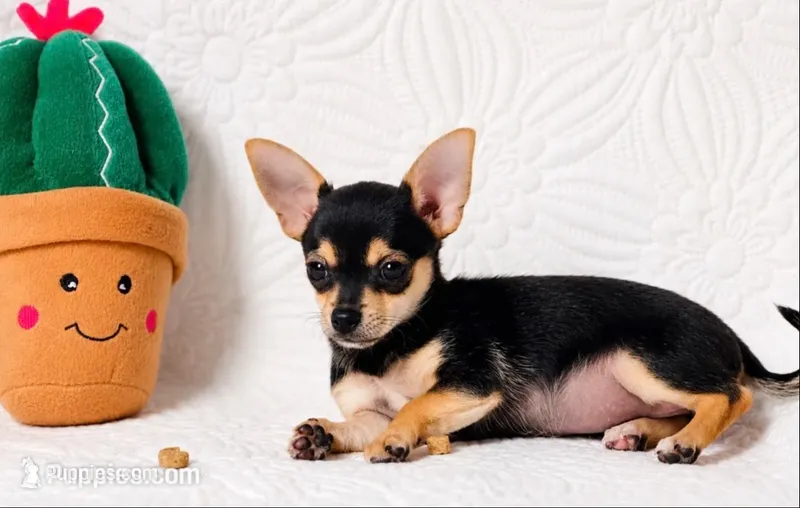 Princess – Chihuahua puppy for sale in Terrell, TX