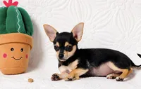 Princess, a female Chihuahua for sale in Terrell, TX – 7 of 10