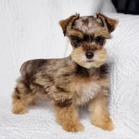 Reece , a female Miniature Schnauzer for sale in Terrell, TX – Photo 2 of 6