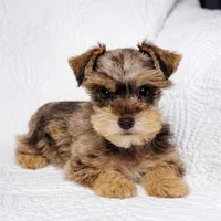 Reece , a female Miniature Schnauzer for sale in Terrell, TX – Photo 1 of 6
