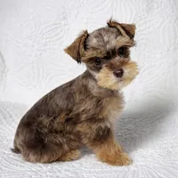 Reece , a female Miniature Schnauzer for sale in Terrell, TX – Photo 6 of 6