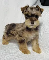 Reece , a female Miniature Schnauzer for sale in Terrell, TX – Photo 3 of 6