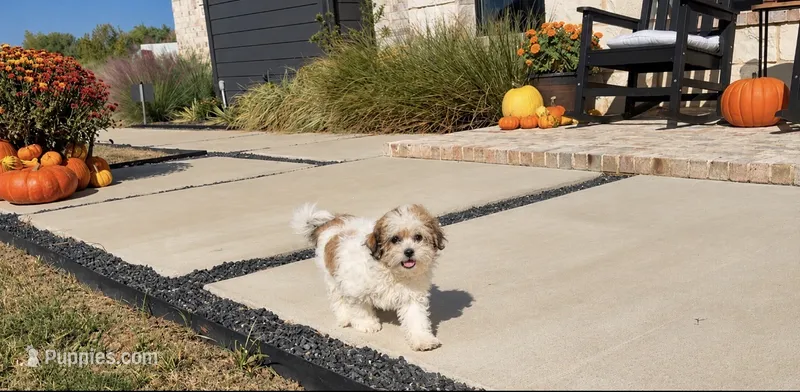 Cupcake  – Shihpoo puppy for sale in Terrell, TX