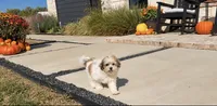 Cupcake , a female Shihpoo for sale in Terrell, TX – 1 of 9