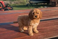Honey , a female Cockapoo for sale in Terrell, TX – Photo 5 of 10