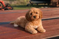 Honey , a female Cockapoo for sale in Terrell, TX – Photo 4 of 10