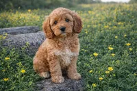 Honey , a female Cockapoo for sale in Terrell, TX – Photo 9 of 10