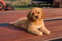 Honey , a female Cockapoo for sale in Terrell, TX – Photo 3 of 10