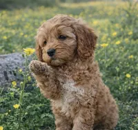 Honey , a female Cockapoo for sale in Terrell, TX – Photo 2 of 10