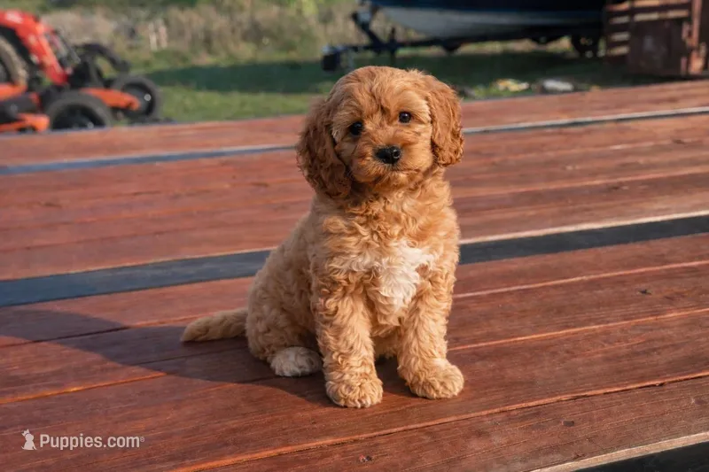 Honey  – Cockapoo puppy for sale in Terrell, TX