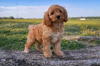 Honey , a female Cockapoo for sale in Terrell, TX – Photo 10 of 10