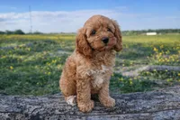 Honey , a female Cockapoo for sale in Terrell, TX – Photo 6 of 10
