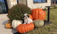 Tiffany,, a female Shihpoo for sale in Terrell, TX – 4 of 8
