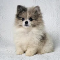 Demi , a female Pomeranian for sale in Terrell, TX – Photo 1 of 6