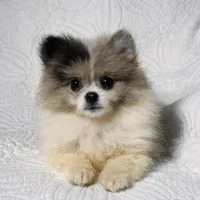 Demi , a female Pomeranian for sale in Terrell, TX – Photo 6 of 6