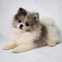 Demi , a female Pomeranian for sale in Terrell, TX – Photo 2 of 6