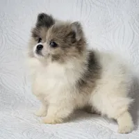 Demi , a female Pomeranian for sale in Terrell, TX – Photo 4 of 6