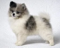 Demi , a female Pomeranian for sale in Terrell, TX – Photo 3 of 6