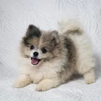 Demi , a female Pomeranian for sale in Terrell, TX – Photo 5 of 6