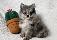 Cody , a male Pomeranian for sale in Terrell, TX – 3 of 8