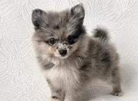 Cody , a male Pomeranian for sale in Terrell, TX – 1 of 8