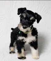 Molly , a female Miniature Schnauzer for sale in Terrell, TX – 2 of 8
