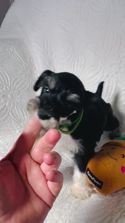 Molly , a female Miniature Schnauzer for sale in Terrell, TX – 8 of 8
