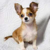 Cookie , a female Chihuahua for sale in Terrell, TX – Photo 1 of 6