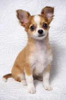 Cookie , a female Chihuahua for sale in Terrell, TX – Photo 6 of 6