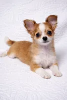 Cookie , a female Chihuahua for sale in Terrell, TX – Photo 5 of 6