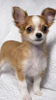 Cookie , a female Chihuahua for sale in Terrell, TX – Photo 3 of 6