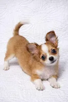Cookie , a female Chihuahua for sale in Terrell, TX – Photo 2 of 6