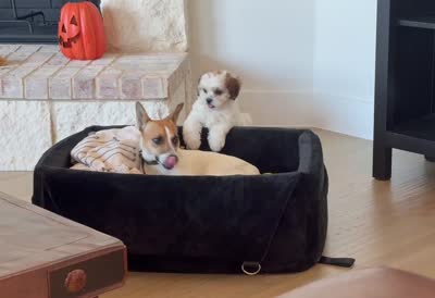 Tate , a male Shihpoo for sale in Terrell, TX – 9 of 10