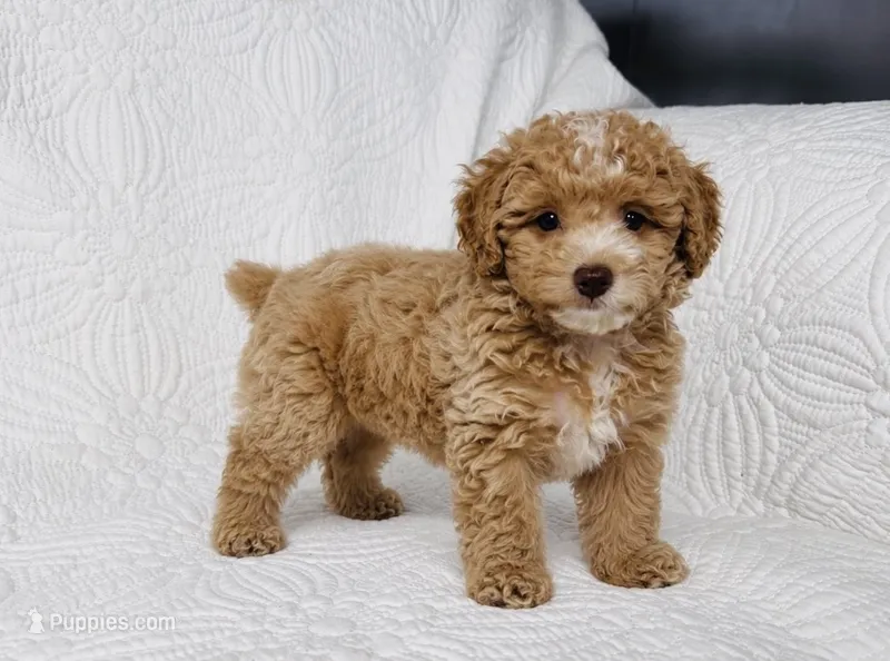 Duncan  – Cockapoo puppy for sale in Terrell, TX