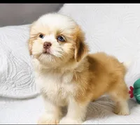 Princess , a female Shih Tzu for sale in Terrell, TX – 7 of 8