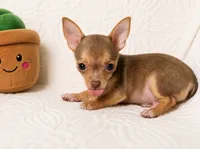 Timmy , a male Chihuahua for sale in Terrell, TX – 6 of 8