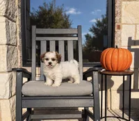 Tate , a male Shihpoo for sale in Terrell, TX – 4 of 10
