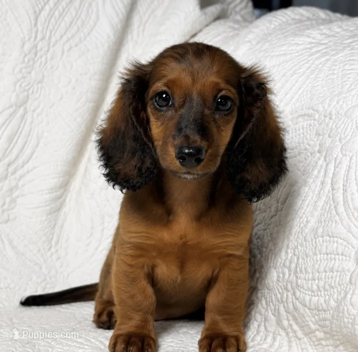 Lexie – Miniature Dachshund puppy for sale in Terrell, TX
