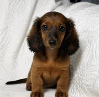 Lexie, a female Miniature Dachshund for sale in Terrell, TX – 1 of 7