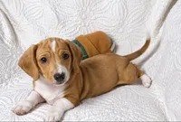 Hank , a male Miniature Dachshund for sale in Terrell, TX – 5 of 6